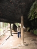 PICTURES/Sequoia National Park/t_Fallen Monarch Tree4.JPG